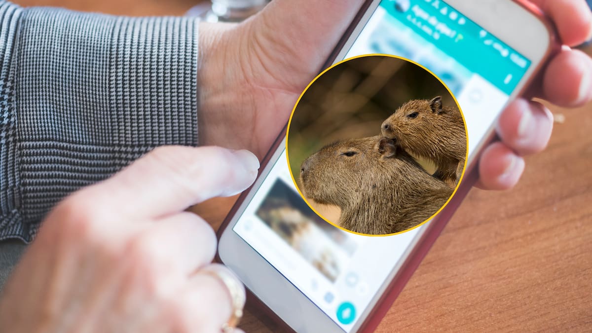 Para qué sirve y cómo activar el modo capibara en WhatsApp: Guía sencilla y rápida