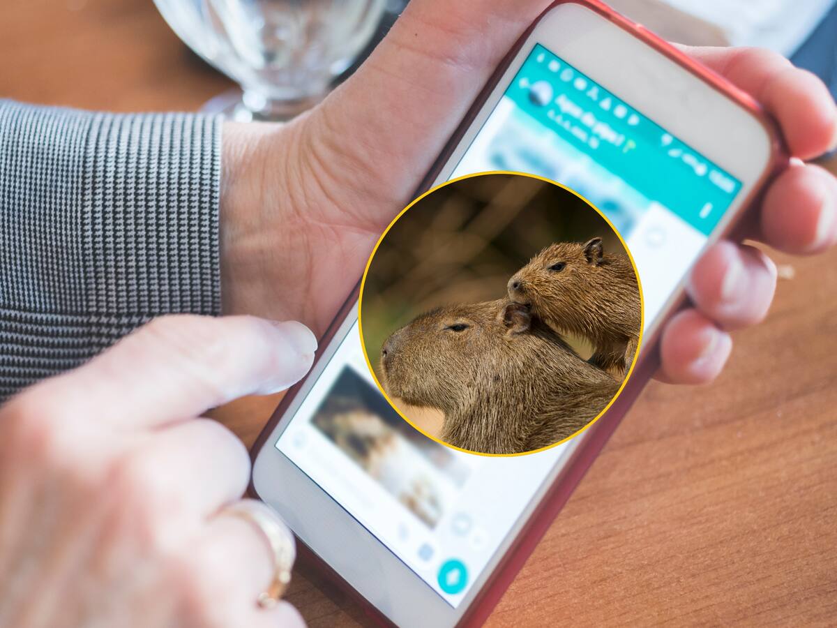 Para qué sirve y cómo activar el modo capibara en WhatsApp: Guía sencilla y rápida