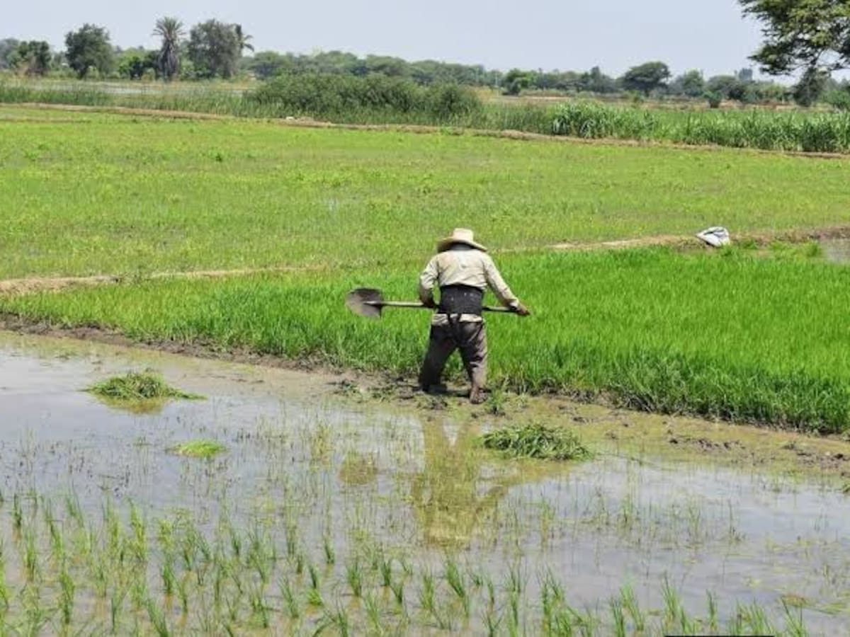 Propuesta de sustituir arroz por marañón genera críticas en el Congreso y de Petro