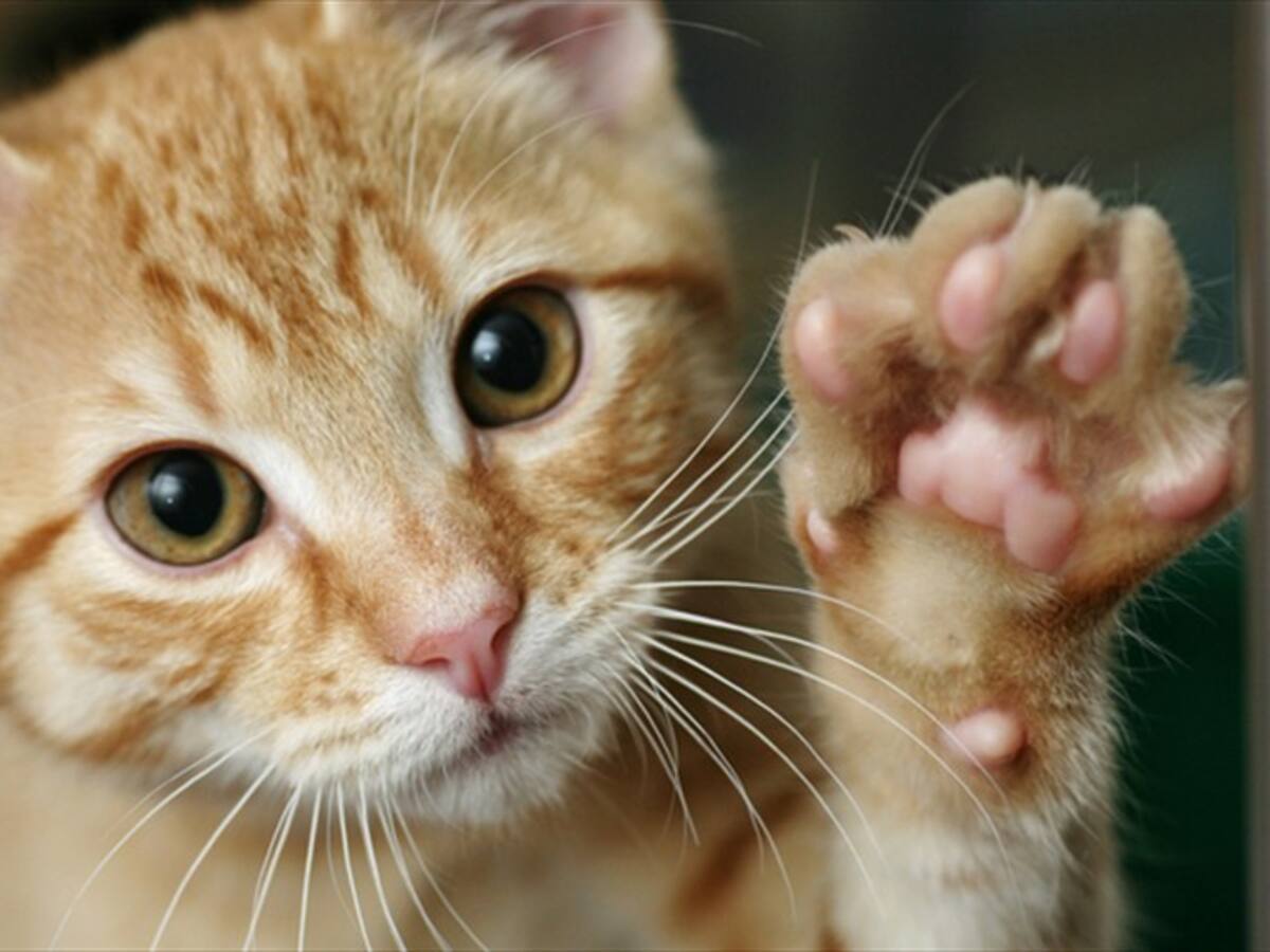 ¿Por qué es malo quitarle las uñas a los gatos?