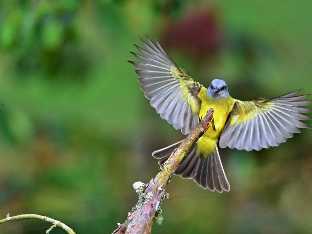 Cauca, potencia de la biodiversidad de Colombia