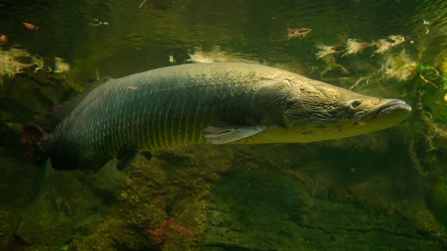 Pez Arapaima. Foto: Stephen Álvarez, Nat Geo Image Collection (National Geographic).