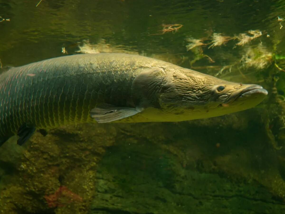 Este sería el pescado más grande del Amazonas: mide hasta 4 metros y se puede encontrar en Colombia