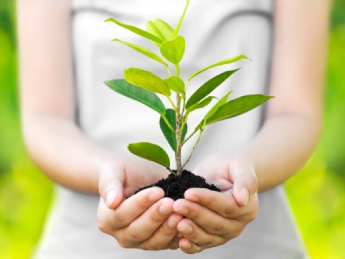 Colombia sembrará cuatro millones de árboles para celebrar el Día de la Tierra