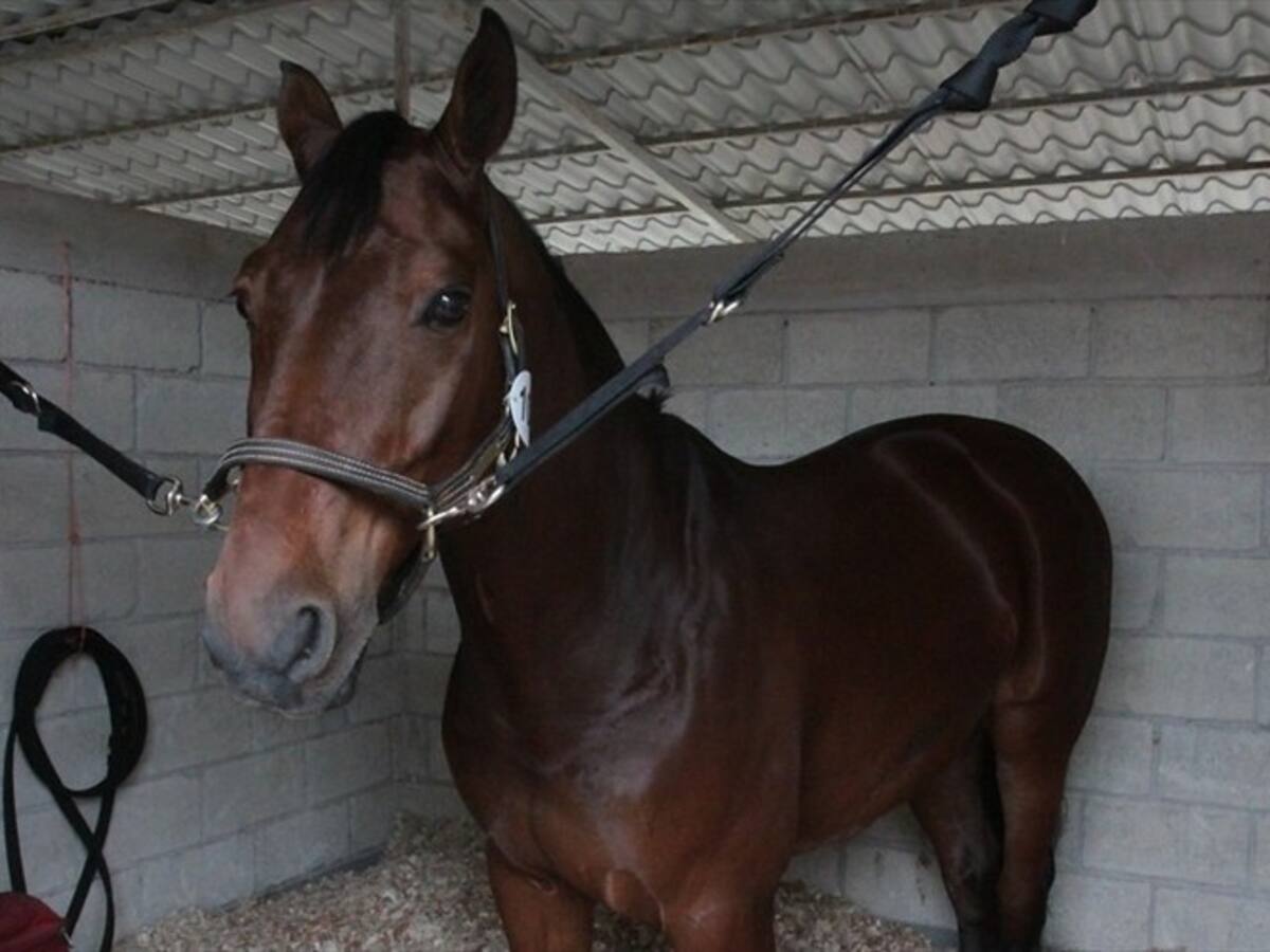 Alerta en Risaralda por caso de encefalitis equina