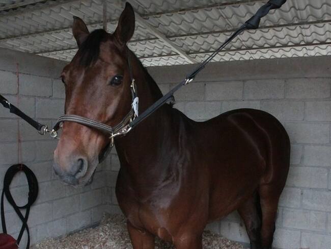 El equipo técnico del ICA se encuentra realizando jornadas de vacunación en la zona donde se encuentra el equino y en sectores aledaños. Foto: Colprensa