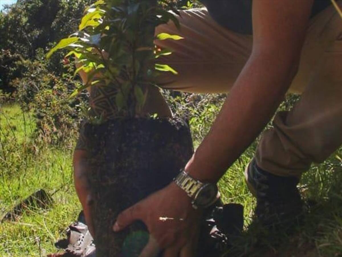 Corpoboyacá propone sembrar árboles en cascos urbanos del departamento