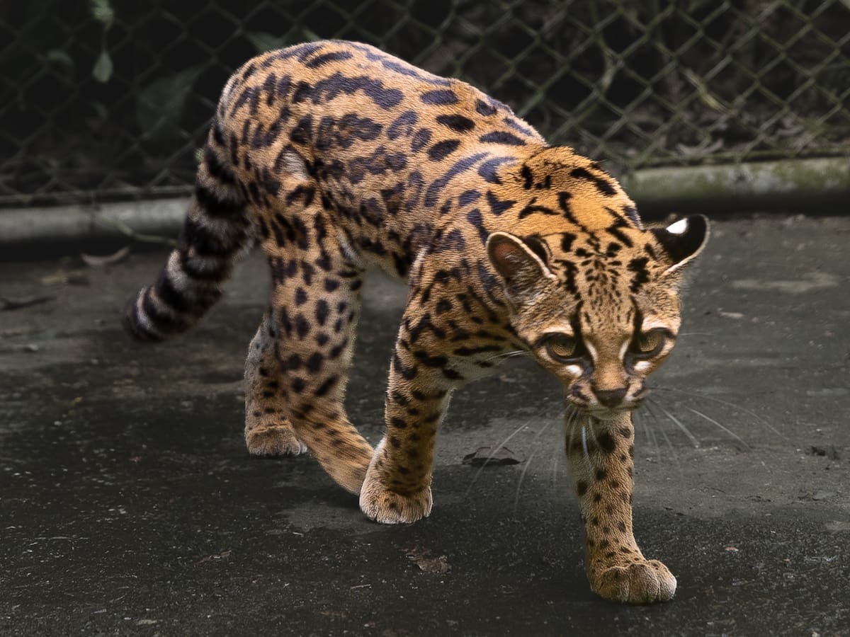 Descubren en Bolivia una nueva especie de felino, la primera en más de un siglo