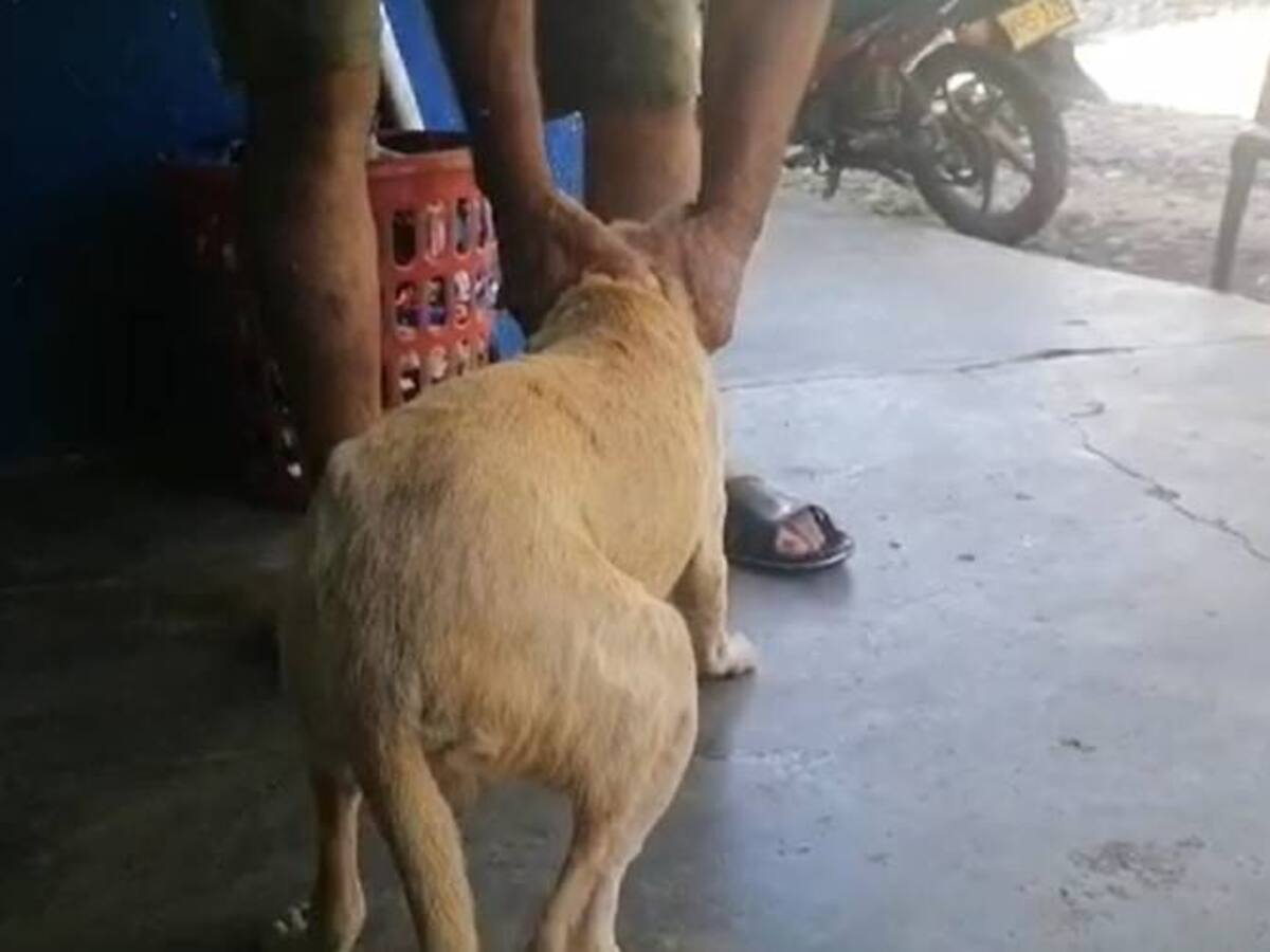 En Puerto Wilches estarían castrando a perros para evitar embarazar a hembras