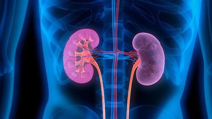 Enfermedad renal crónica: ¿cuáles son sus causas? Señales de riesgo y recomendaciones, según experta