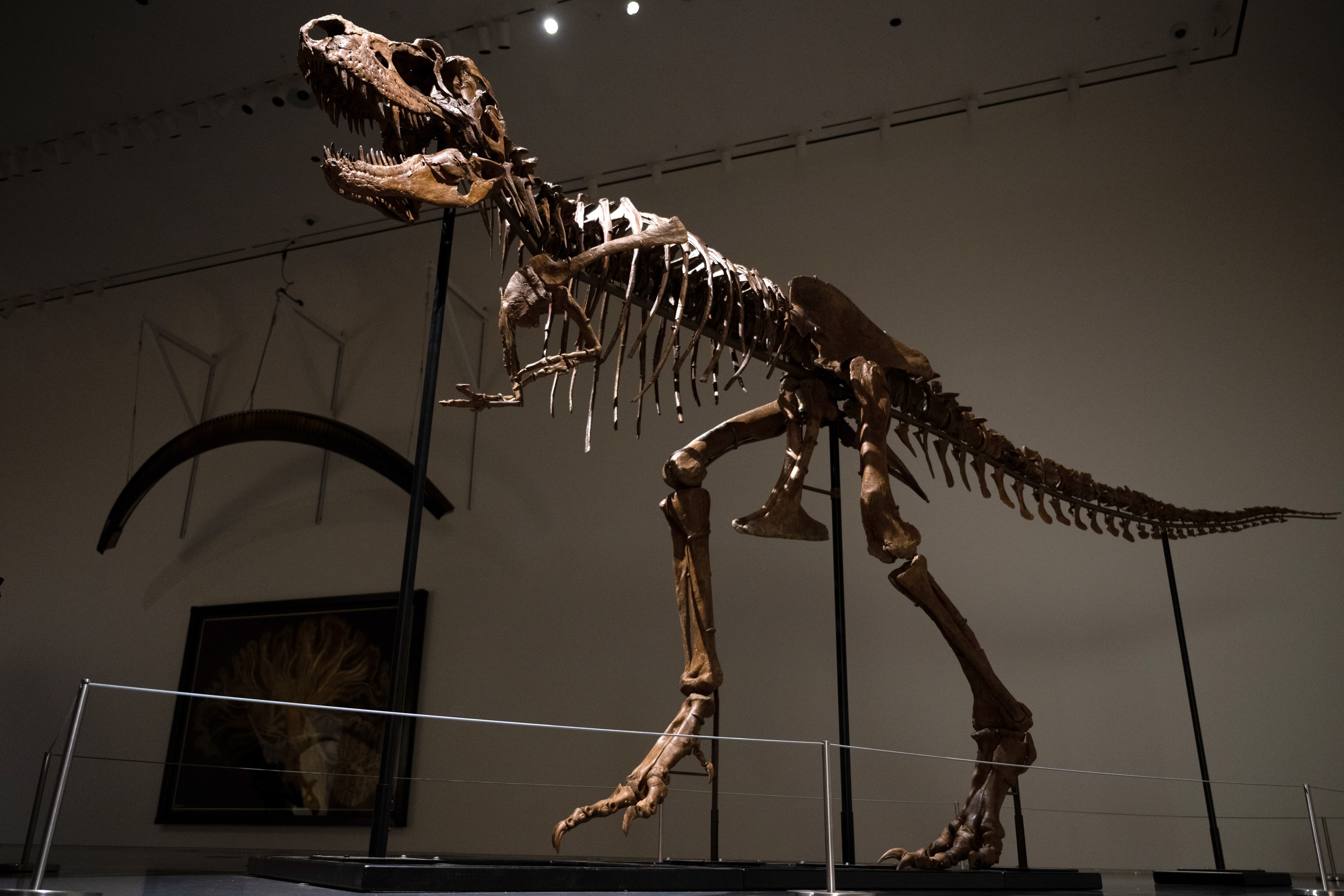 El esqueleto del Gorgosaurus que fue subastado. Foto: Alexi Rosenfeld/Getty Images
