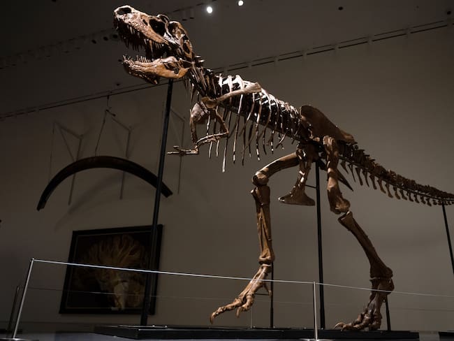 El esqueleto del Gorgosaurus que fue subastado. Foto: Alexi Rosenfeld/Getty Images