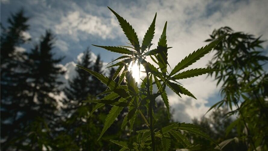 Habrá presencia delegados del Ministerio de Salud que explicarán las licencias que deben obtener para poder usar el cannabis con fines medicinales.. Foto: Getty Images