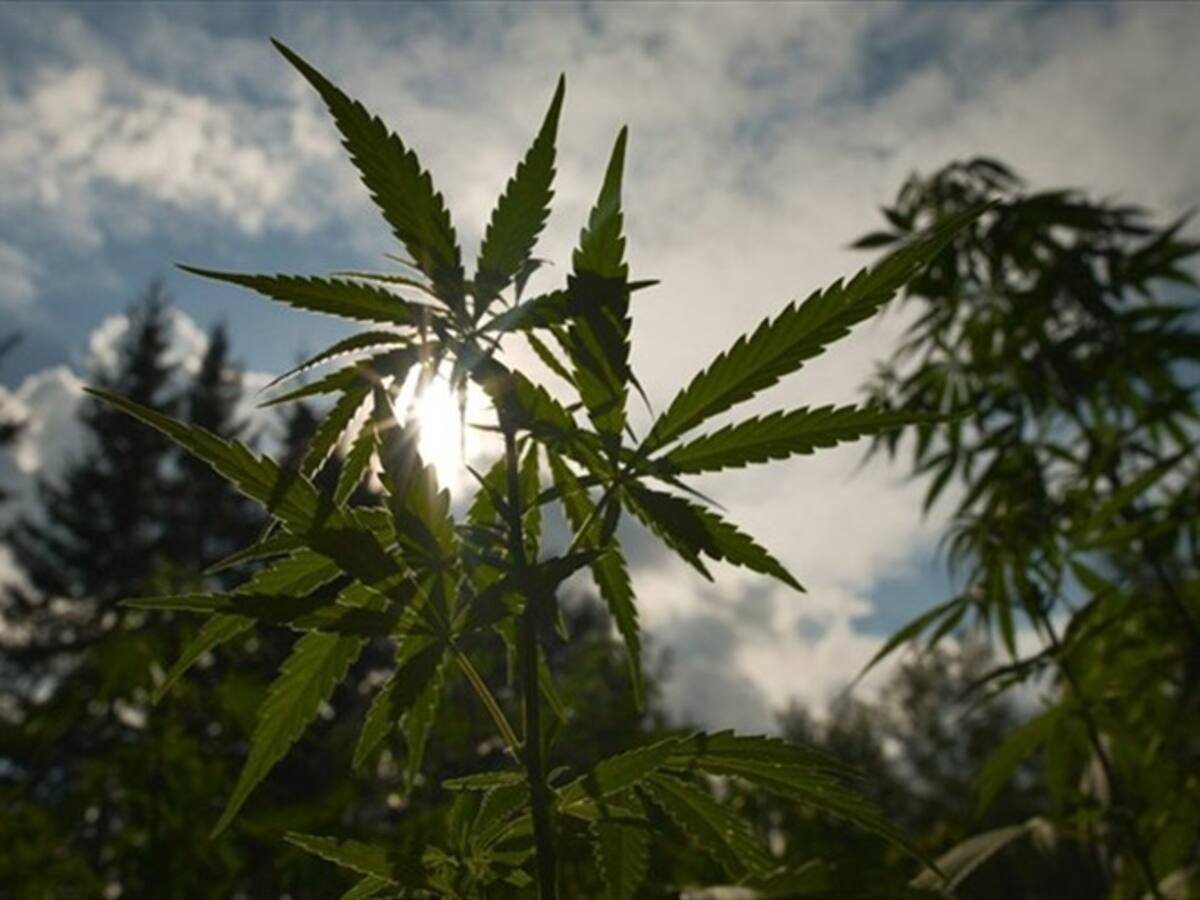 Más de 200 productores se darán cita en foro de cannabis medicinal en Tunja