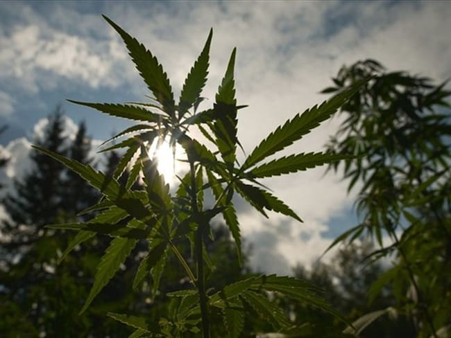 Habrá presencia delegados del Ministerio de Salud que explicarán las licencias que deben obtener para poder usar el cannabis con fines medicinales.. Foto: Getty Images