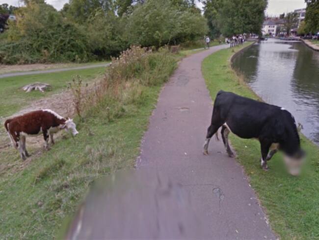 Una de las vacas captadas en un camino en Cambridge, Reino Unido, apareció con la cabeza difuninada en las imágenes de Google Street View. Foto: Google