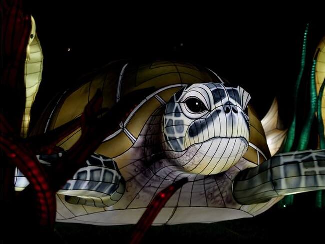 Festival Brilla Colombia. Foto: #AliadosW