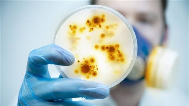 El mapa que muestra los nuevos virus que azotan a América Latina. Foto: BBC Mundo