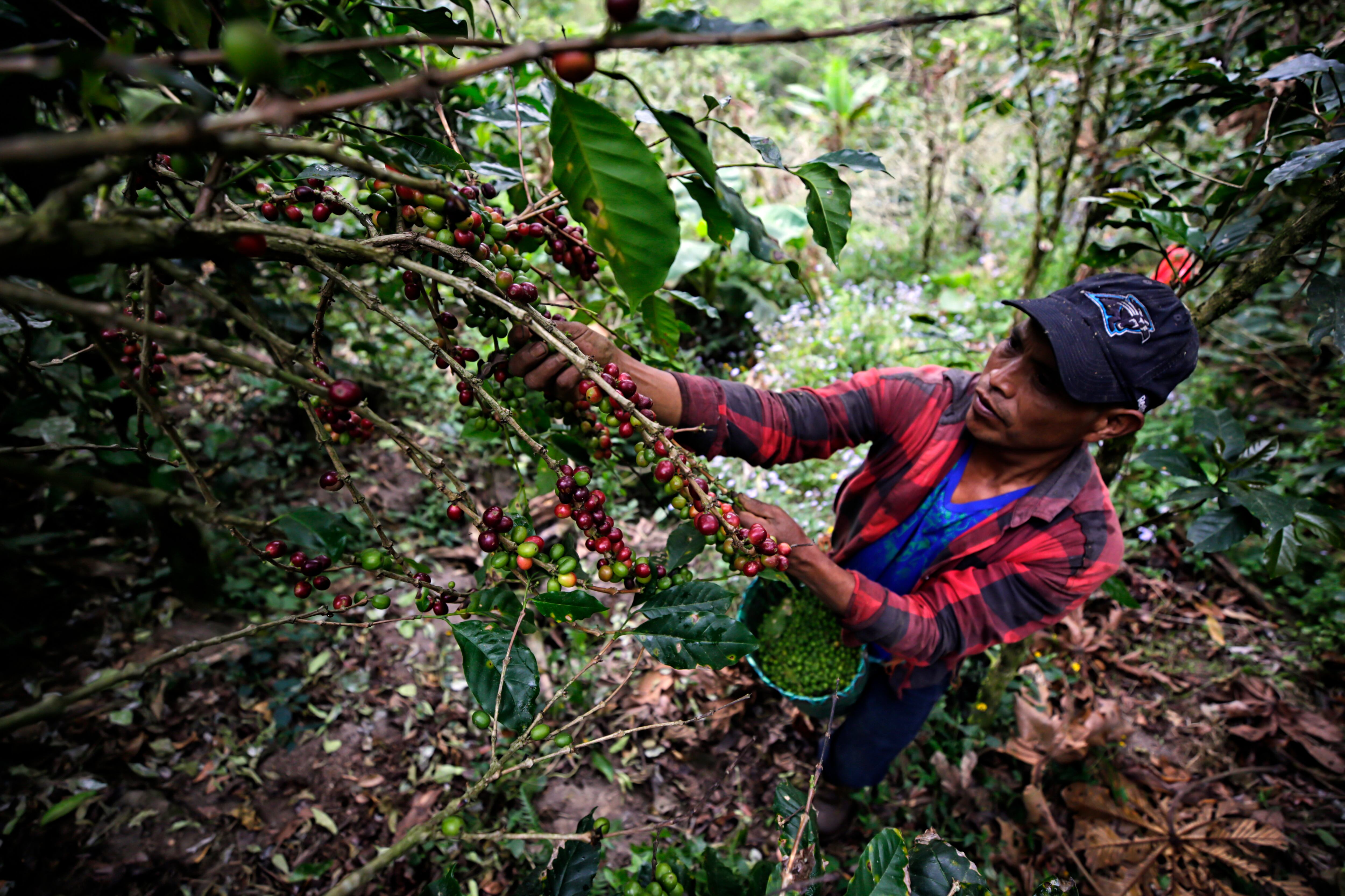 Hombre recolectando café. Foto: EFE/ Gustavo Amador.