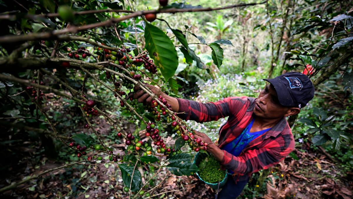 La producción de café volvió a crecer en marzo, según la Federación Nacional de Cafeteros