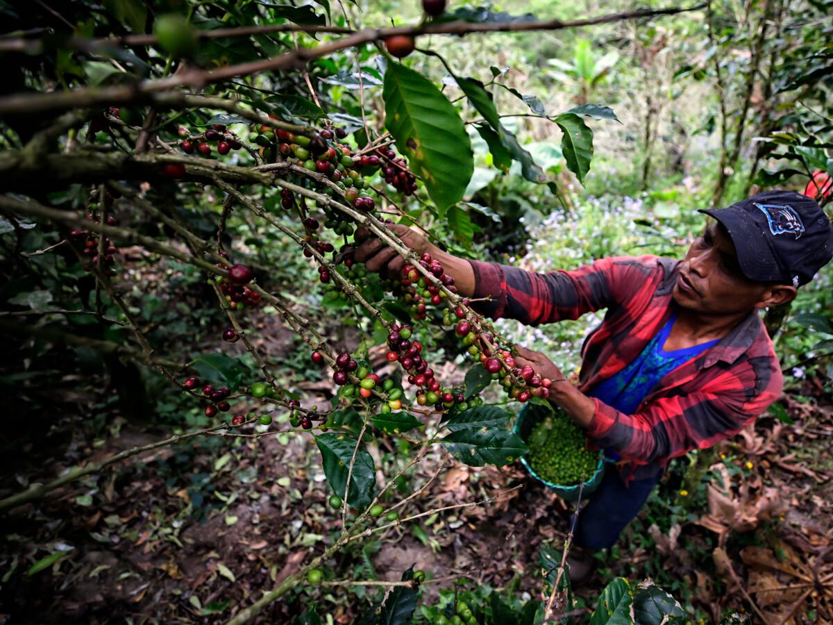 La producción de café volvió a crecer en marzo, según la Federación Nacional de Cafeteros