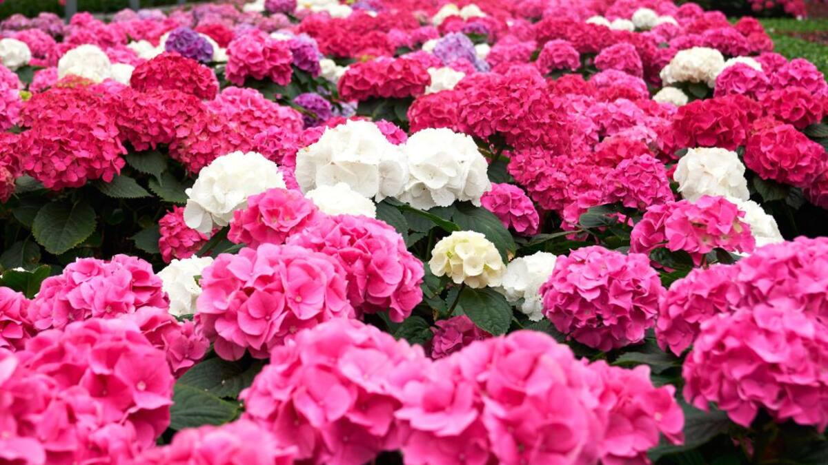 Más de 5 millones de flores de Boyacá llegarán a Estados Unidos