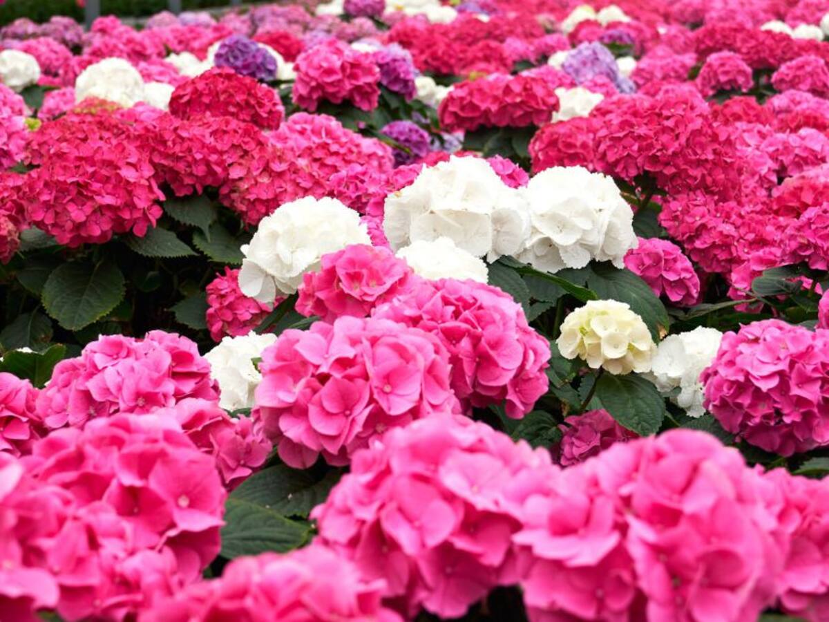 Más de 5 millones de flores de Boyacá llegarán a Estados Unidos