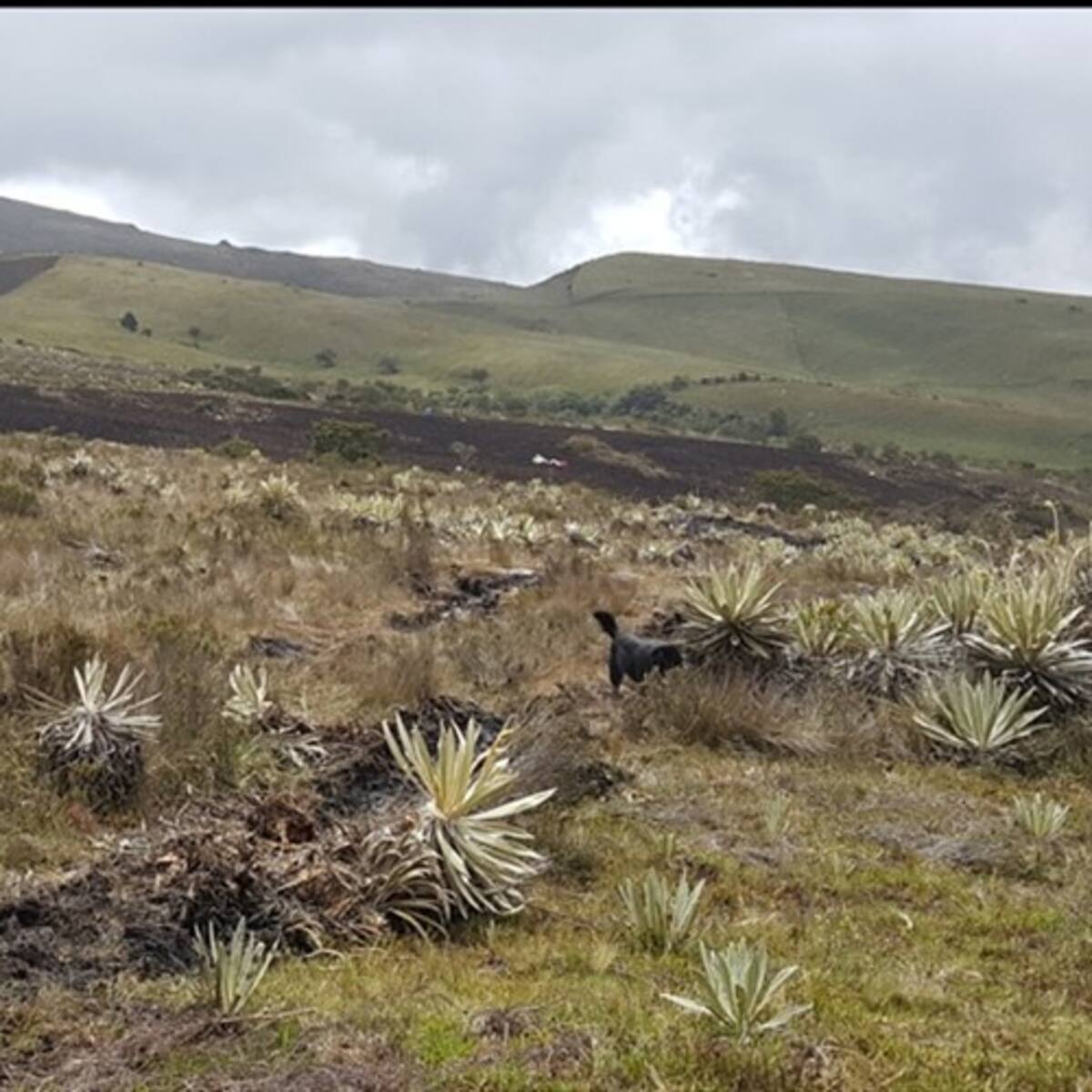Campesinos esperan que los incluya en delimitación del Páramo de Pisba en Boyacá