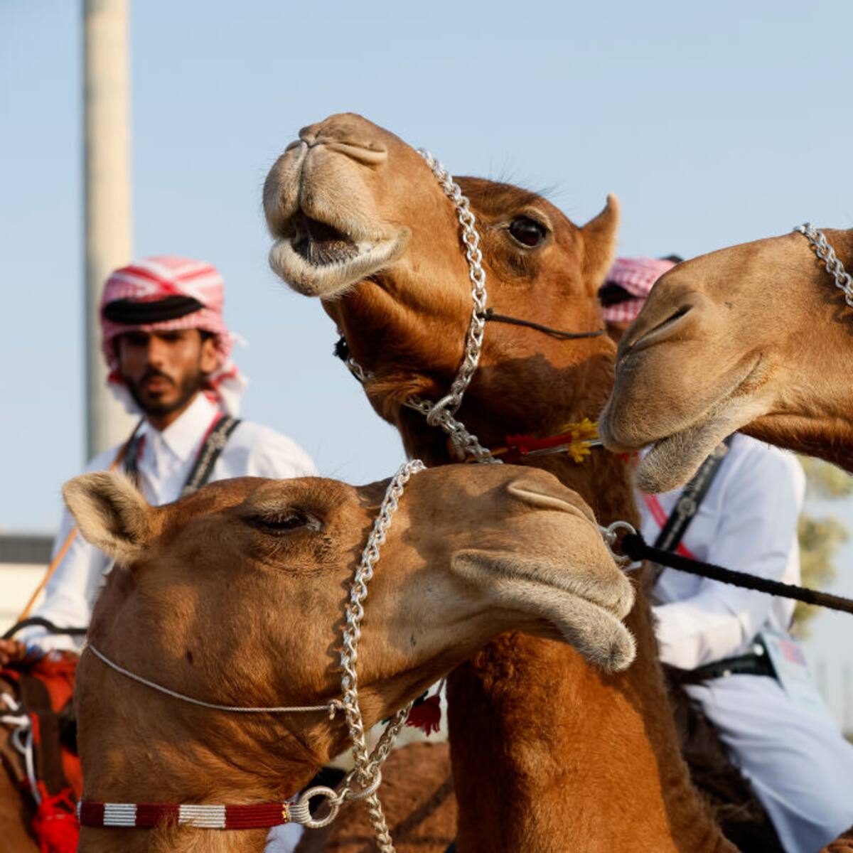 ¿Cómo cuidan a los camellos en Qatar?