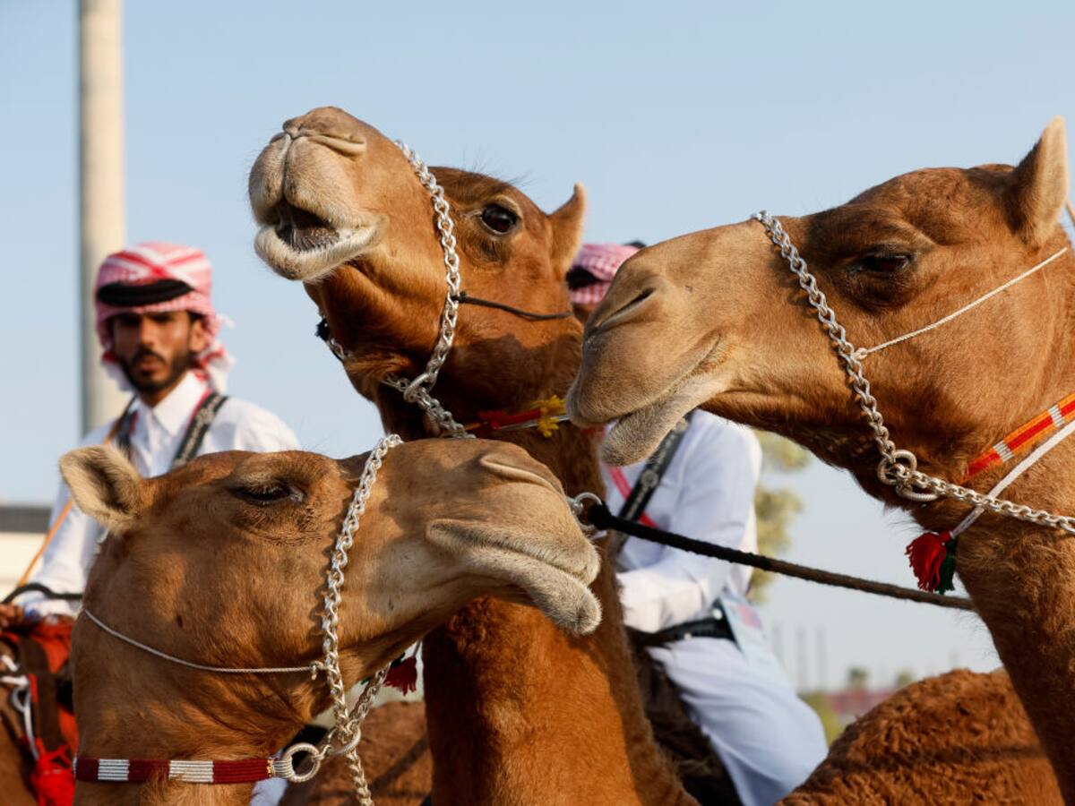 ¿Cómo cuidan a los camellos en Qatar?