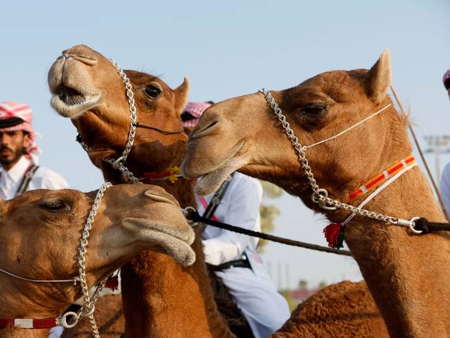 ¿Cómo cuidan a los camellos en Qatar?