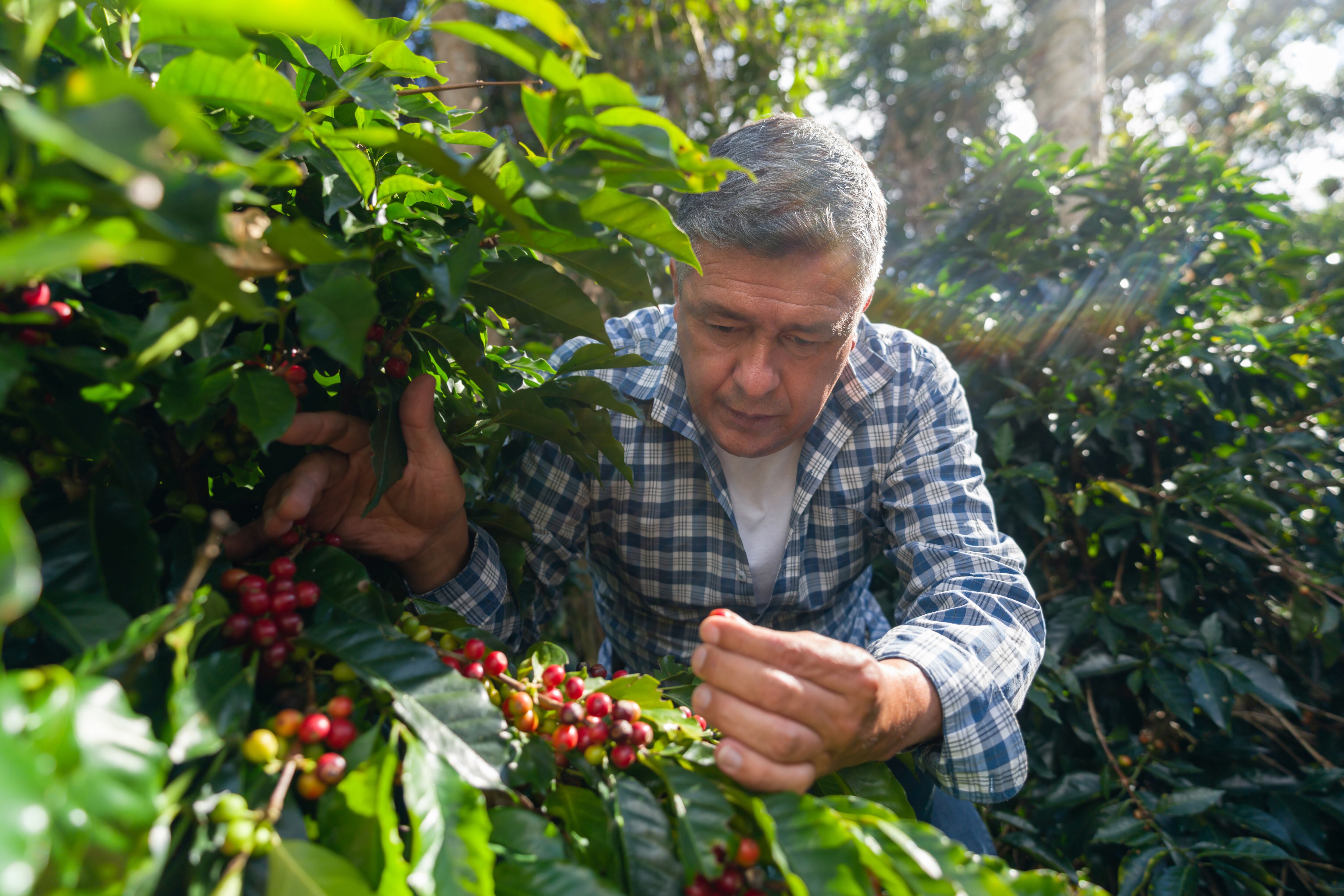 Hombre revisando cultivo de café (Foto: Getty Images)