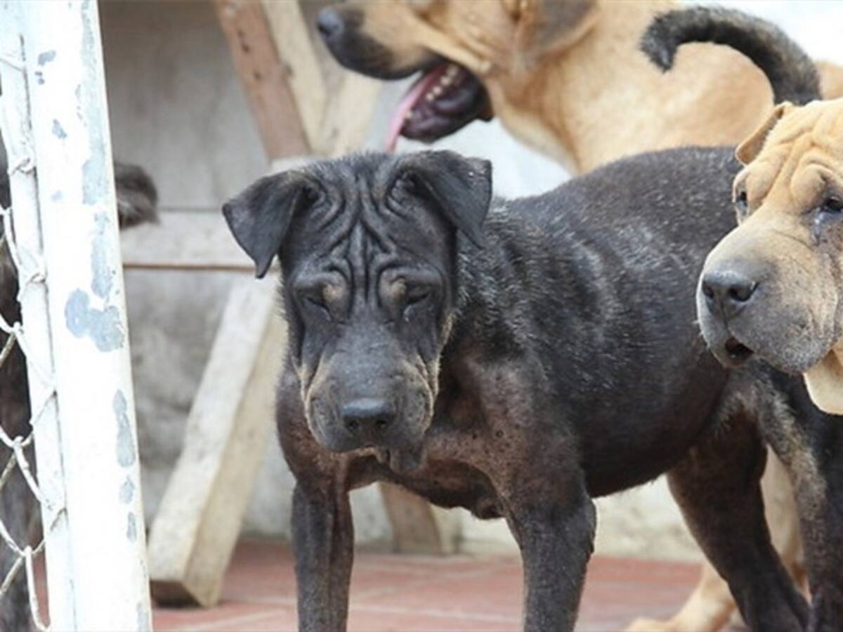 Estudio revela que bogotanos estarían abandonando a sus perros en Mosquera