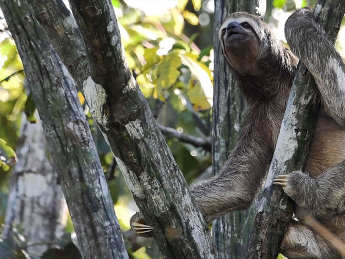 Cifra de pérdida de biodiversidad en América latina llega al 94 %: WWF