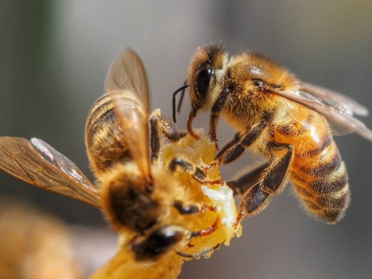 Científicos quieren poner a prueba abejas para detectar el COVID-19