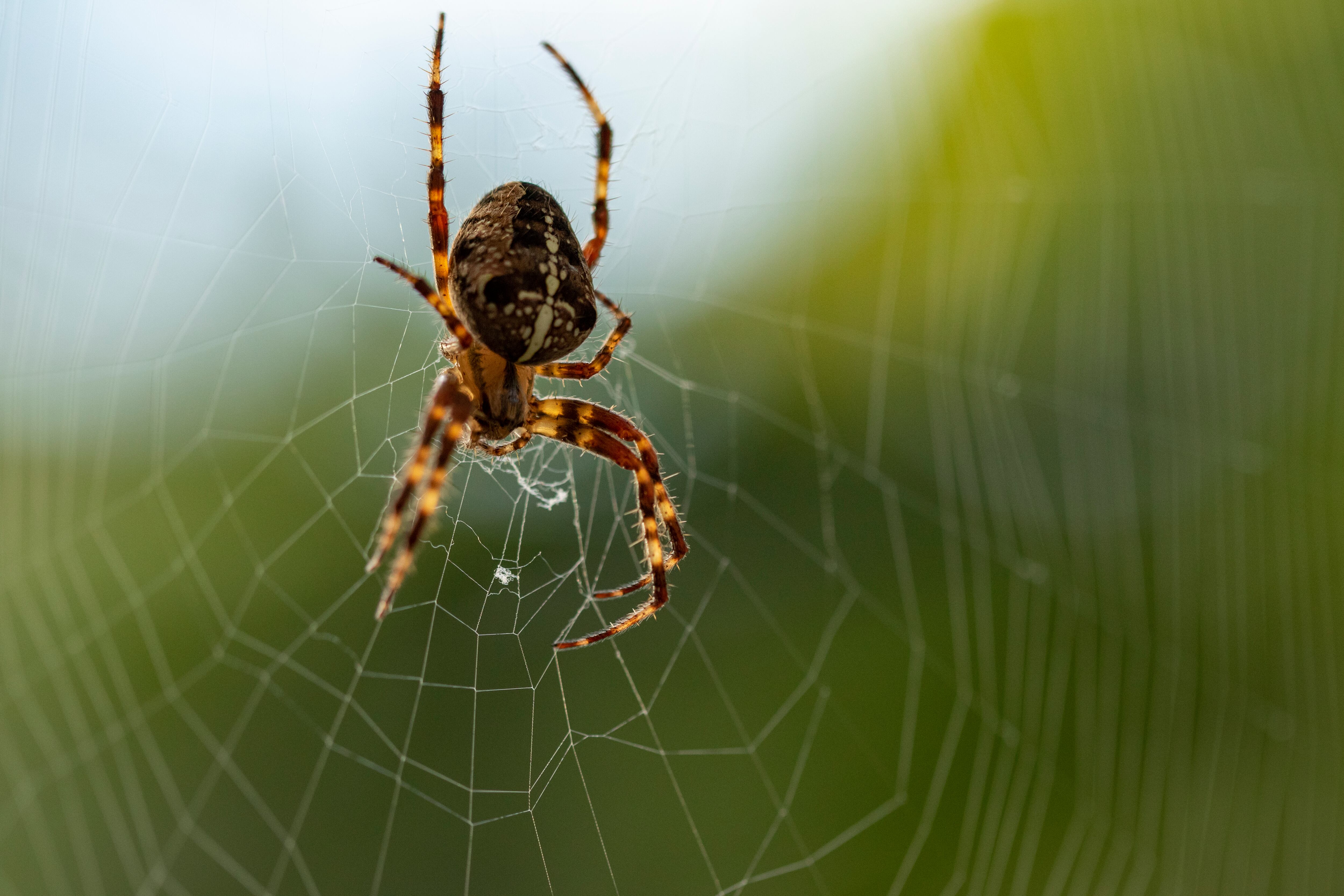 Araña, imagen de referencia. Foto: GettyImages