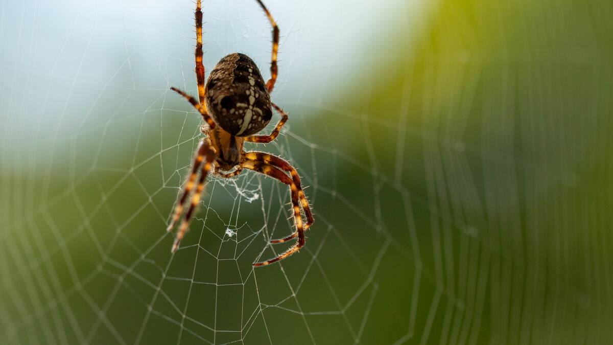 ¿Cómo saber si una picadura de araña es venenosa? Síntomas de alerta
