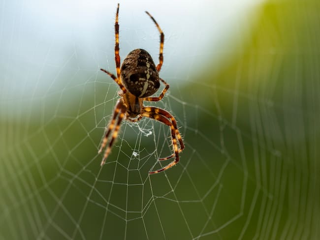 Araña, imagen de referencia. Foto: GettyImages