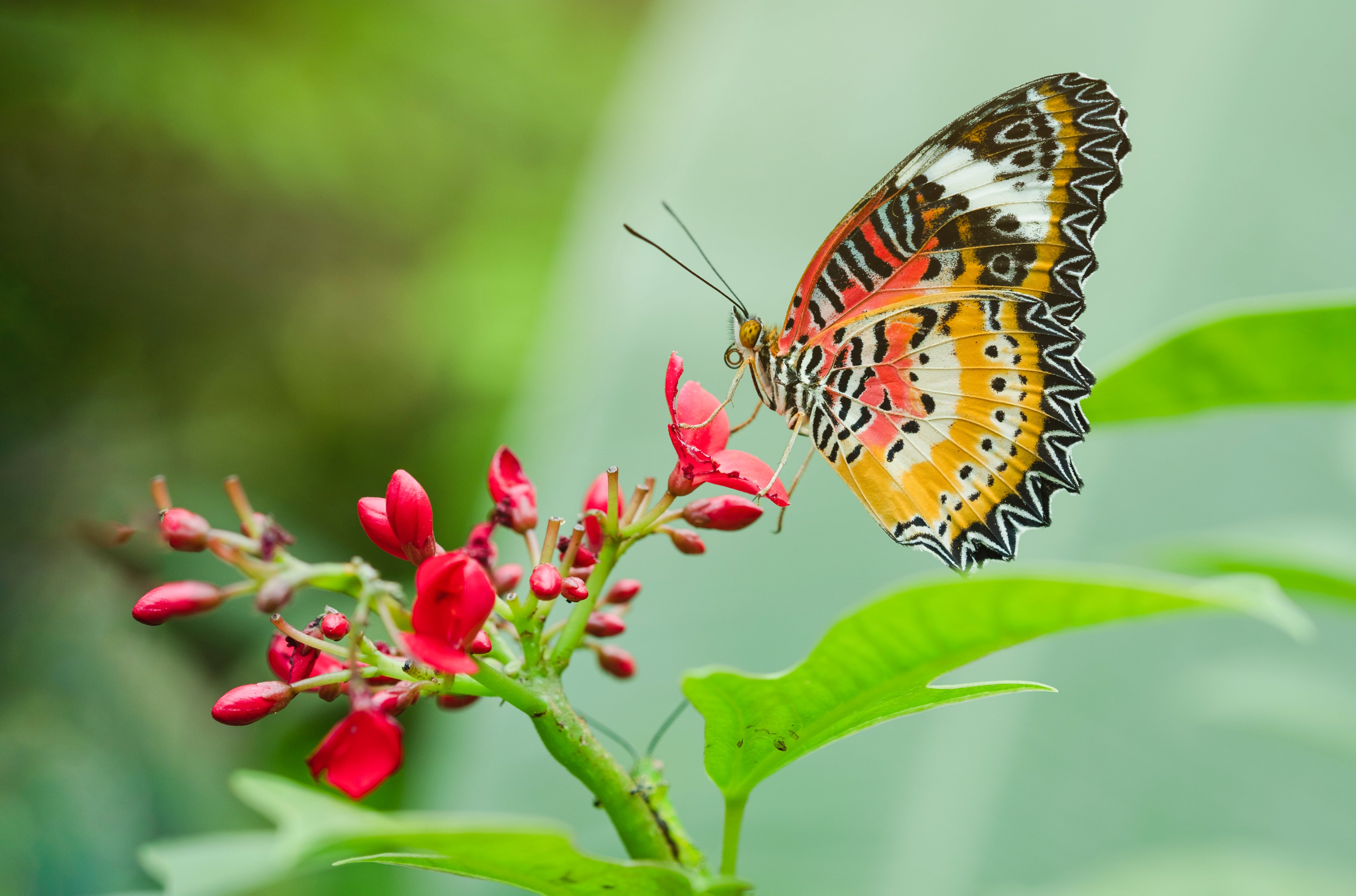 Mariposa sobre una flor (Foto: Getty Images)