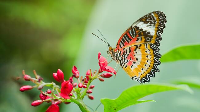 Mariposa sobre una flor (Foto: Getty Images)
