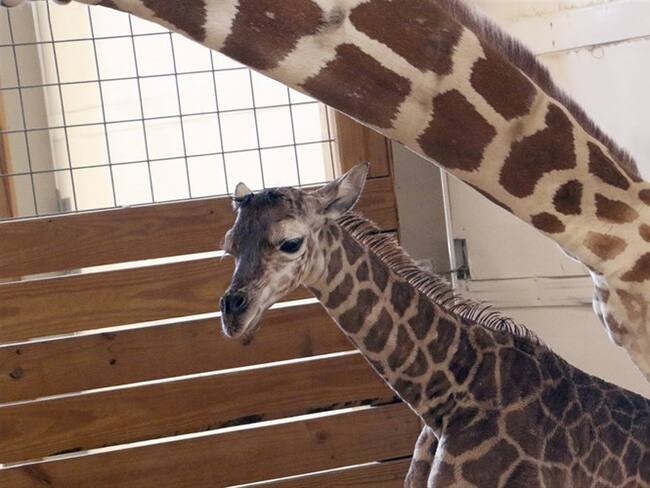 Bebé de la jirafa April es fuerte e independiente. Foto: Associated Press - AP.