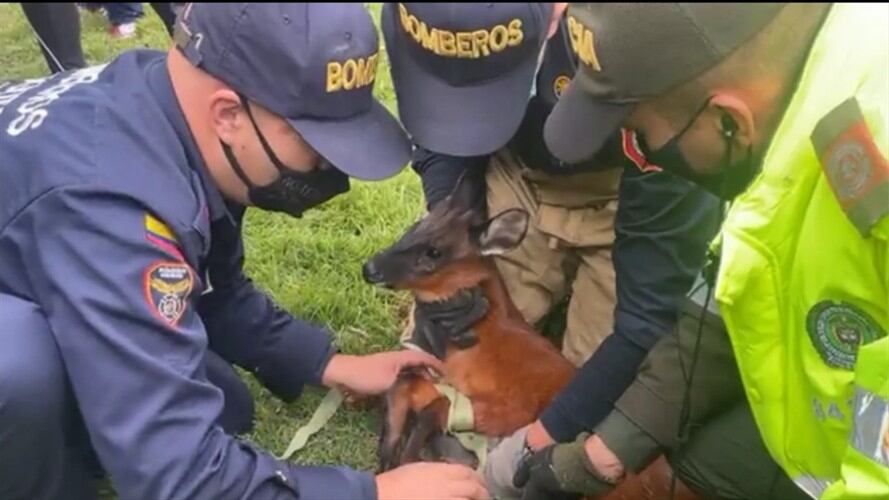 Venado que estaba suelto en el norte de Bogotá . Foto: Facebook: Nelson Informa