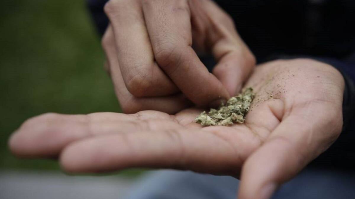 Colombia tiene todo para crear un mercado legal del cannabis: Juan Carlos Losada