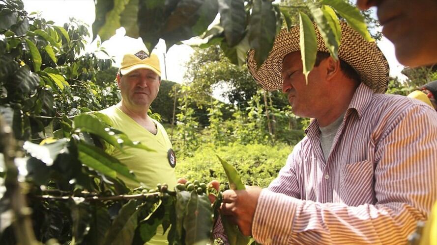 Renovación de cafetales, la apuesta del Gobierno para lograr 17 millones de sacos por año. Foto: Colprensa