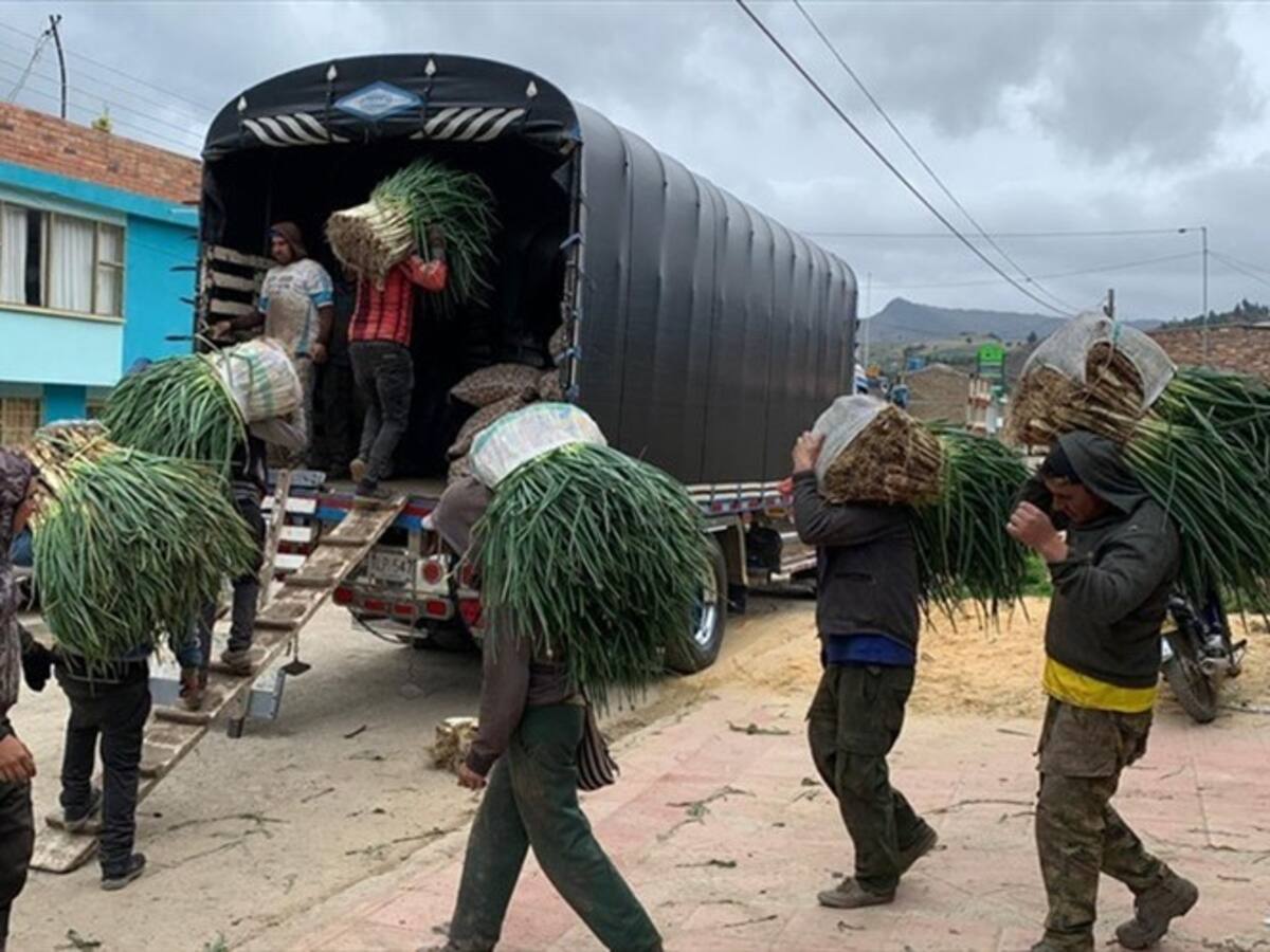 Productores de cebolla en Aquitania demandan a la central de abastos de Bogotá