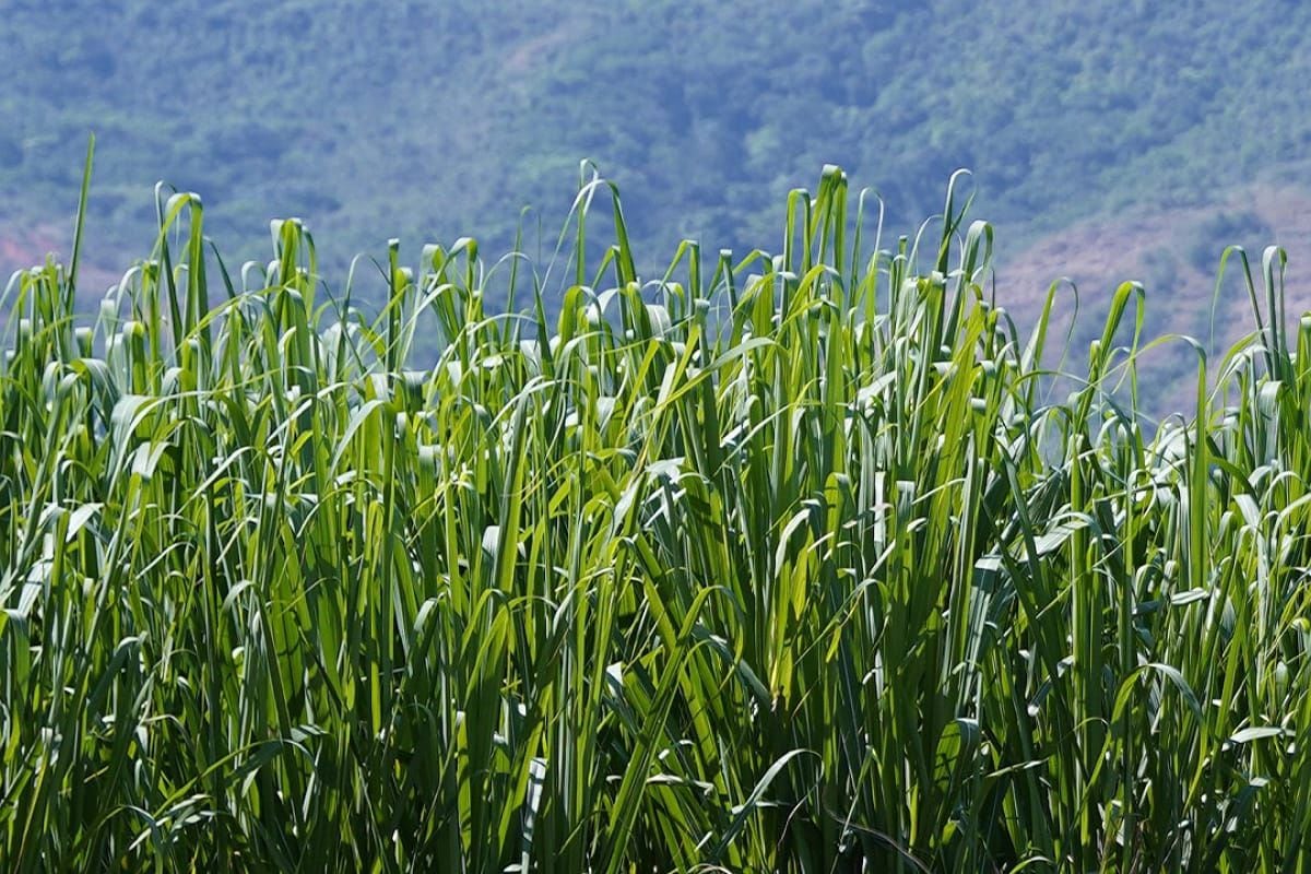 Actos de violencia han dejado la destrucción de extensas hectáreas de cultivos de caña de azúcar. Crédito: Colprensa. 
