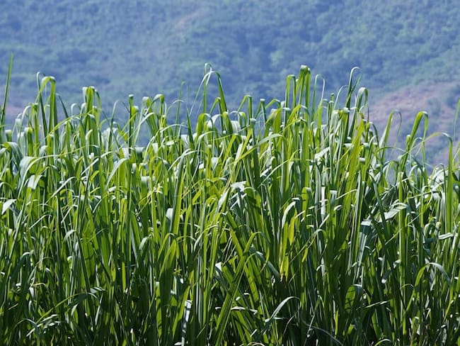 Actos de violencia han dejado la destrucción de extensas hectáreas de cultivos de caña de azúcar. Crédito: Colprensa. 