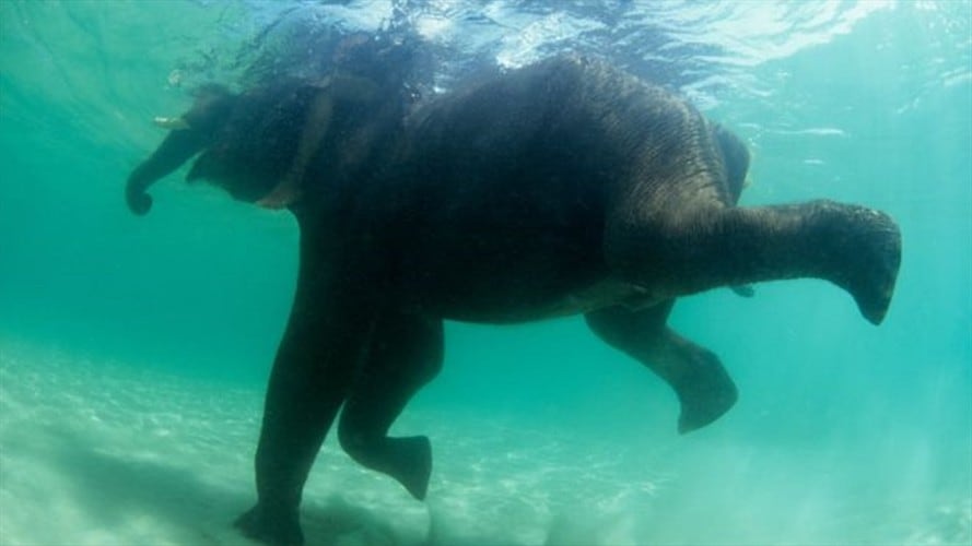 Algunos mamíferos desafían leyendas y sabiduría de antaño respecto con una gran habilidad para nadar.. Foto: BBC Mundo