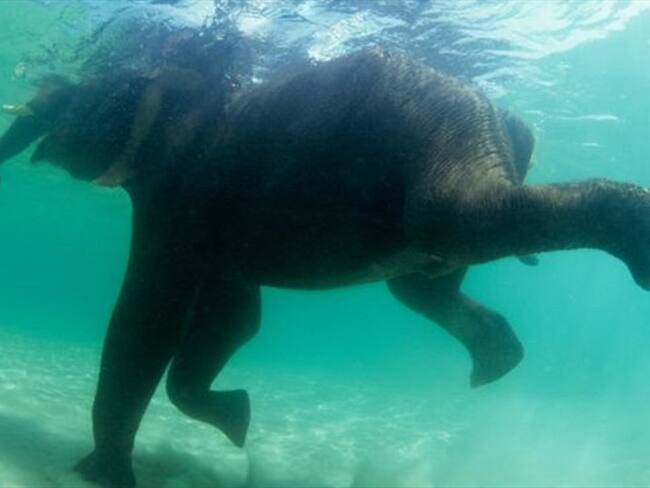 Algunos mamíferos desafían leyendas y sabiduría de antaño respecto con una gran habilidad para nadar.. Foto: BBC Mundo