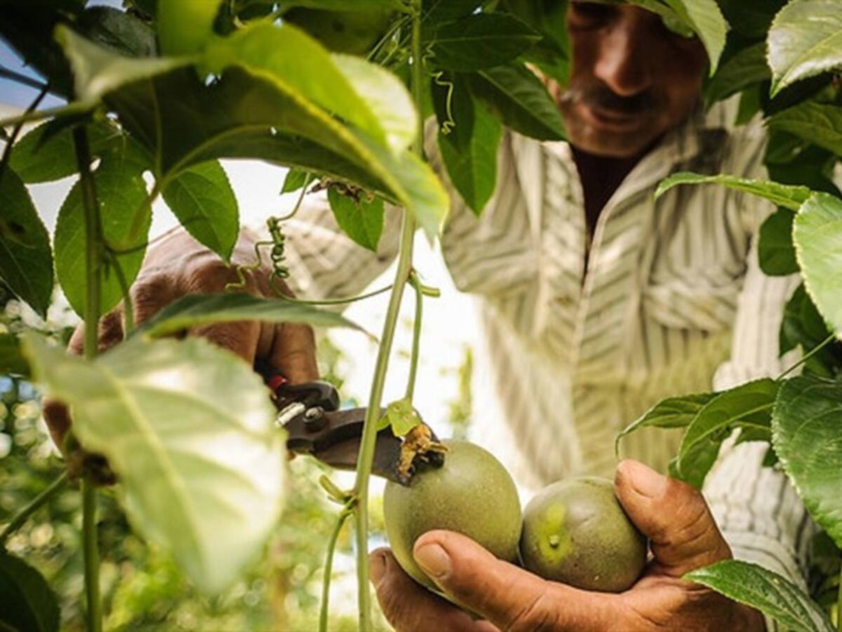 Agricultores celebraron decisión de no gravar con IVA la canasta familiar